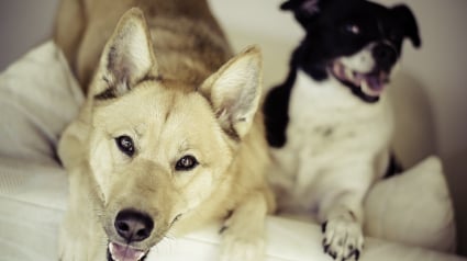 Illustration : Deux chiens volés à leur famille, jetés d’un fourgon lancé à vive allure ! 