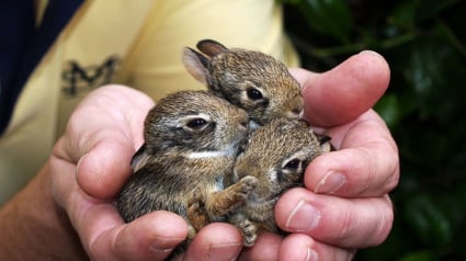 Illustration : C'est Pâques avant l'heure avec ces 18 photos adorables de lapins