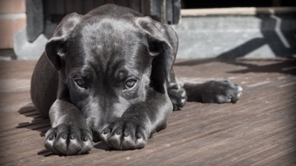 Illustration : Ce regard coupable que vous adresse votre chien venant de faire une bêtise n'en est pas un