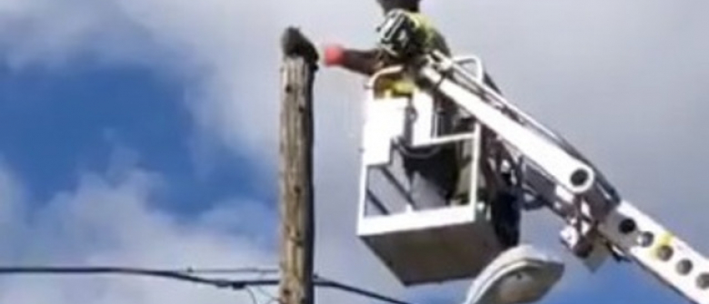 Il Vient Secourir Un Chat Coince Sur Un Pylone Electrique Et Se Fait Suspendre Par Ses Superieurs