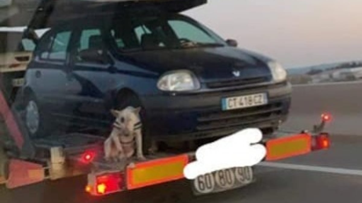 Illustration : "Un chien, sans attaches, découvert à l'arrière d'une remorque sur une autoroute"