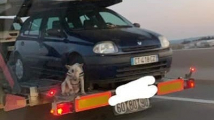 Illustration : Un chien, sans attaches, découvert à l'arrière d'une remorque sur une autoroute