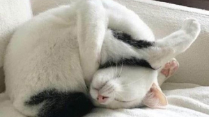 Illustration : 17 chats qui ont l'art et la manière de s'endormir dans les positions les plus incongrues ! 