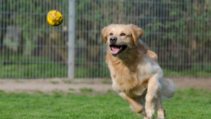 Illustration : Mécontent, il agresse le propriétaire du chien qui aurait mis enceinte sa chienne