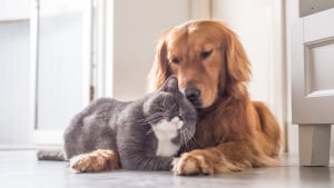 Illustration : 19 photos de chiens et de chats qui vous donneront un coup de boost au moral