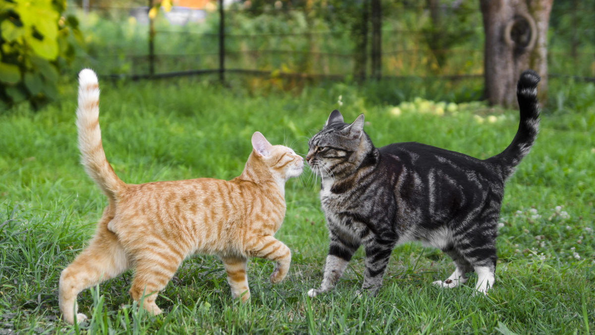 Le caractère du chat : les différences et points communs entre chats
