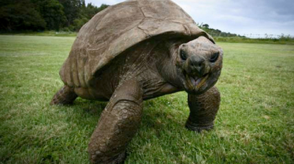 Illustration : Âgé de de près de 200 ans cette tortue est la plus vieille du monde ! 