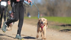 Illustration : Apprendre à courir avec son chien en toute sécurité