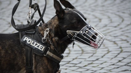 Illustration : Lors d'un contrôle, un mineur frappe violemment le chien de la brigade canine