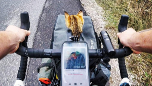 Illustration : Sauvée par un cycliste, cette chatte entame un tour du monde à vélo !