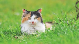 Illustration : Pourquoi mon chat mange-t-il de l'herbe ?