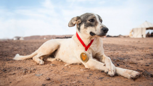 Illustration : Cactus, ce chien nomade qui a participé au Marathon des Sables !