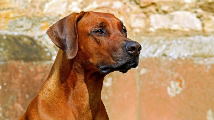 Illustration : Armé d’une hache, il refuse de rendre le chien à son propriétaire, les forces de l'ordre interviennent ! 