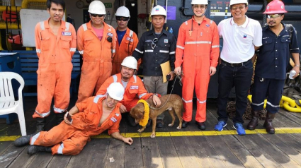 Illustration : Il survit aux dangers de la mer, un chien sauvé à 220 km des côtes ! 