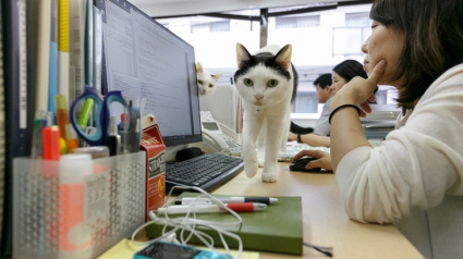 Illustration : Une entreprise japonaise paie ses salariés pour sauver, adopter et ramener des chats dans ses locaux