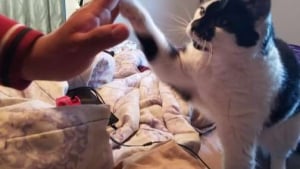 Illustration : Un chat atteint d'arthrite apprend le « high five » dans un programme d’éducation de son refuge et se fait adopter  !