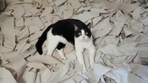 Illustration : Ce chat trouve son bonheur dans une chambre couverte de papier toilette (vidéo)