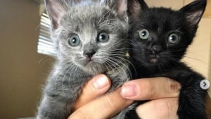 Illustration : Deux chatons frères et soeurs retrouvés dans une école, sans leur mère, sauvés de justesse !