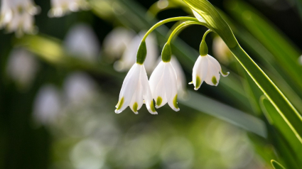 Illustration : Attention, le muguet peut mettre en danger la vie des chiens et des chats