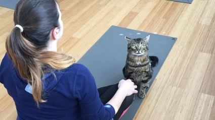 Illustration : Le cat yoga, une discipline plus populaire que jamais ! 