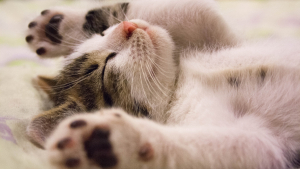 Illustration : 25 chats qui ont l'air tellement confortablement installé qu'ils donnent envie d'aller faire, aussi, une sieste