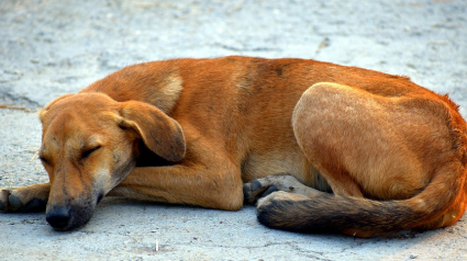 Illustration : Une charte d’éducation canine pour les chiens de SDF proposée à Strasbourg