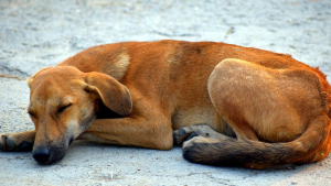 Illustration : Une charte d’éducation canine pour les chiens de SDF proposée à Strasbourg