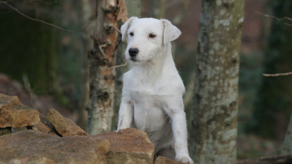 Illustration : Lâcher son chien en pleine forêt peut vous coûter 135 euros !