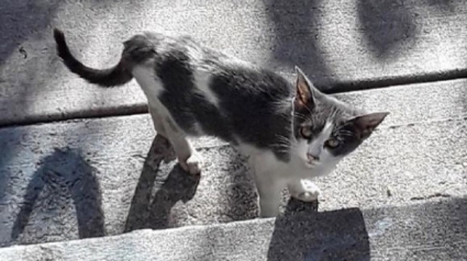 Illustration : Cette chatte errante n’a pas arrêté de miauler jusqu’à être sauvée !