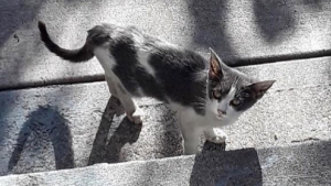 Illustration : Cette chatte errante n’a pas arrêté de miauler jusqu’à être sauvée !