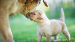 Illustration : 25 images magiques de relations entre les mères et leur chiot qui donnent foi en l'amour ! 