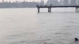 Illustration : (Vidéo) Un homme n’hésite pas à plonger dans l’East River pour sauver un chien au bord de la noyade