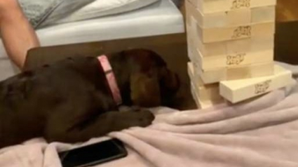 Illustration : À 5 mois, ce chien découvre qu'il est expert au jeu du Jenga ! 