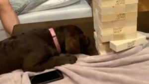 Illustration : À 5 mois, ce chien découvre qu'il est expert au jeu du Jenga ! 