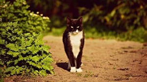 Illustration : Un chat tué d’une balle, un homme de 87 ans placé en garde à vue