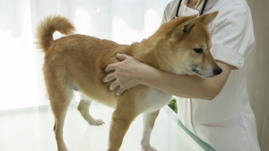 Illustration : L'ostéopathie chez le chien