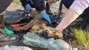 Illustration : Piégé dans du goudron et à bout de force, un chien réussit à se faire entendre pour qu’on le sorte de là