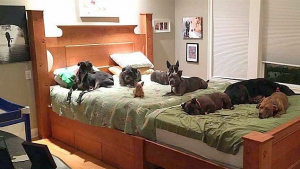 Illustration : Pour dormir avec les 8 chiens qu'elle accueille cette famille a créé un lit king size ! 