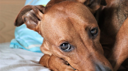 Illustration : Un chien aurait été lancé par une fenêtre avant de mourir, une pétition mise en ligne