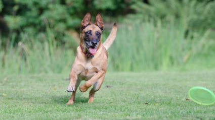 Illustration : Un petit garçon de 3 ans mordu 56 fois par le chien de la famille