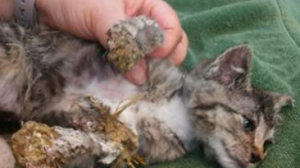 Illustration : Sauvetage d'un chaton retrouvé dans une poubelle couvert de mousse aérosol !