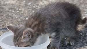 Illustration : Les recettes de repas maison pour chat proposées sur Internet seraient toxiques ? 