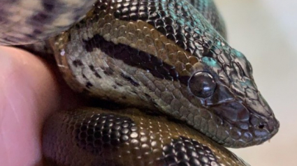 Illustration : Une femelle anaconda met au monde des serpenteaux sans mâle