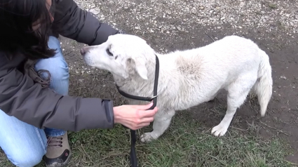 Illustration : (Vidéo) Un chien récupéré près d’une voie ferrée se voit offrir une seconde chance