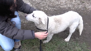 Illustration : (Vidéo) Un chien récupéré près d’une voie ferrée se voit offrir une seconde chance