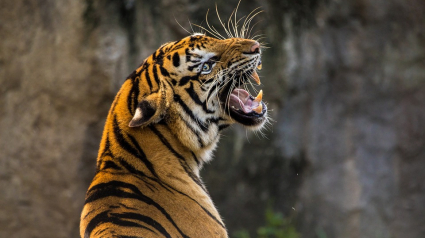 Illustration : Un homme sauvé de l’attaque d’un tigre grâce à son chien de compagnie !