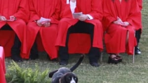 Illustration : Une remise de diplôme vire à l'éclat de rire général après l'arrivée théâtrale d'un chien