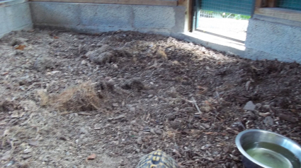 Illustration : Une tortue volée dans un parc animalier, un appel à témoins lancé