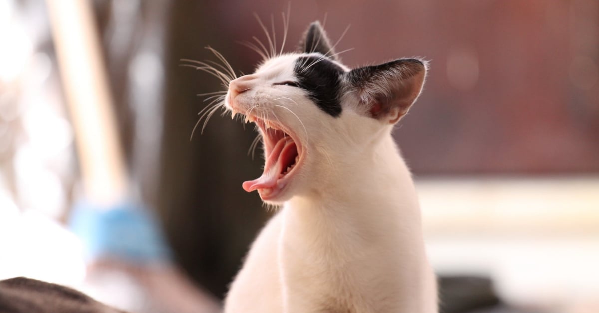 Ton chat a mauvaise haleine ? Voici ce que tu devrais savoir — Boutique  d'animaux Chico