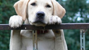 Illustration : Ce chien prend la fuite avec un porte-journaux, raye 3 voitures et renverse une dame âgée